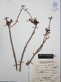 Graptopetalum fruticosum image