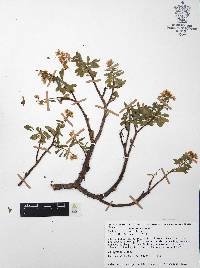 Sedum tortuosum image
