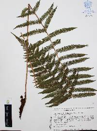Thelypteris cheilanthoides image