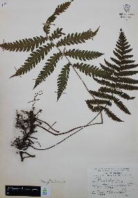 Thelypteris pilosa image