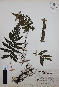 Thelypteris pilosa image