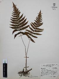 Thelypteris pilosa image