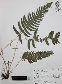 Blechnum glandulosum image