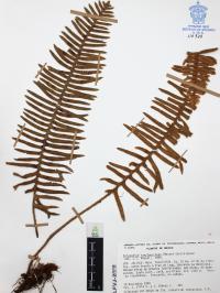 Polypodium sanctae-rosae image