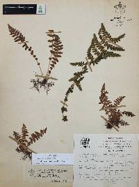 Woodsia mollis image