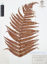 Dryopteris wallichiana image