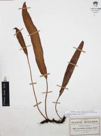 Elaphoglossum sartorii image