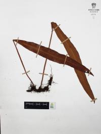 Elaphoglossum sartorii image