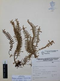 Polypodium furfuraceum image