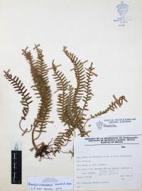 Polypodium furfuraceum image