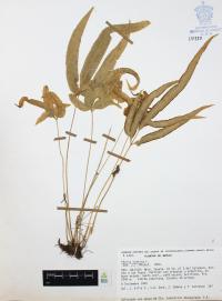 Pteris cretica image