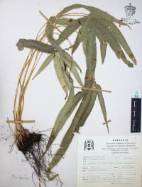 Pteris cretica image