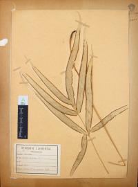 Pteris cretica image