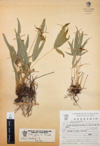 Pteris cretica image