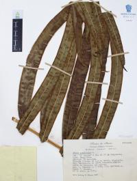 Pteris grandifolia image
