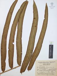 Pteris grandifolia image