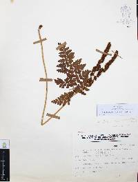 Anemia karwinskyana image