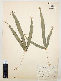 Pteris cretica image