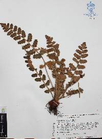 Astrolepis laevis image