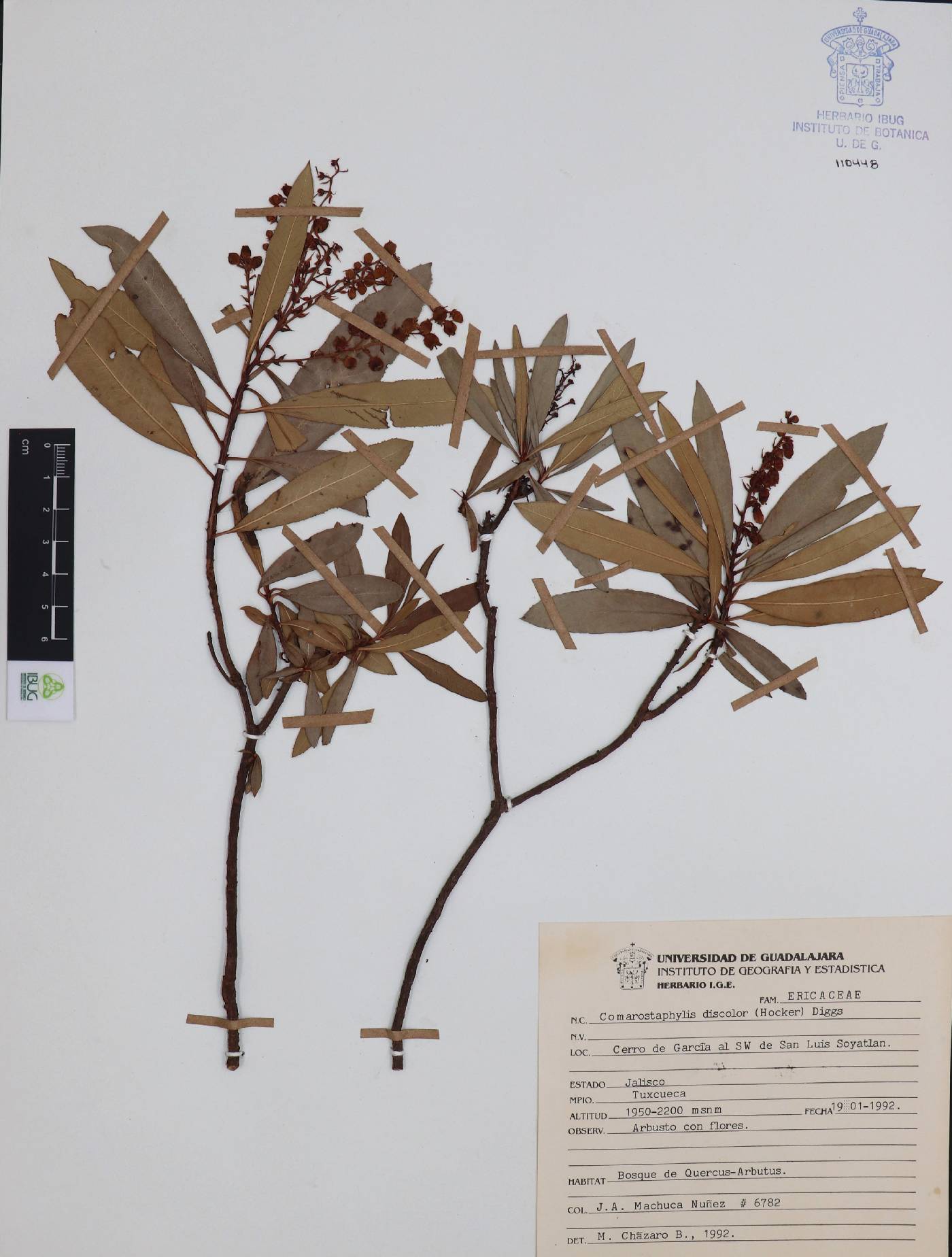 Comarostaphylis discolor image