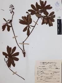 Comarostaphylis glaucescens image