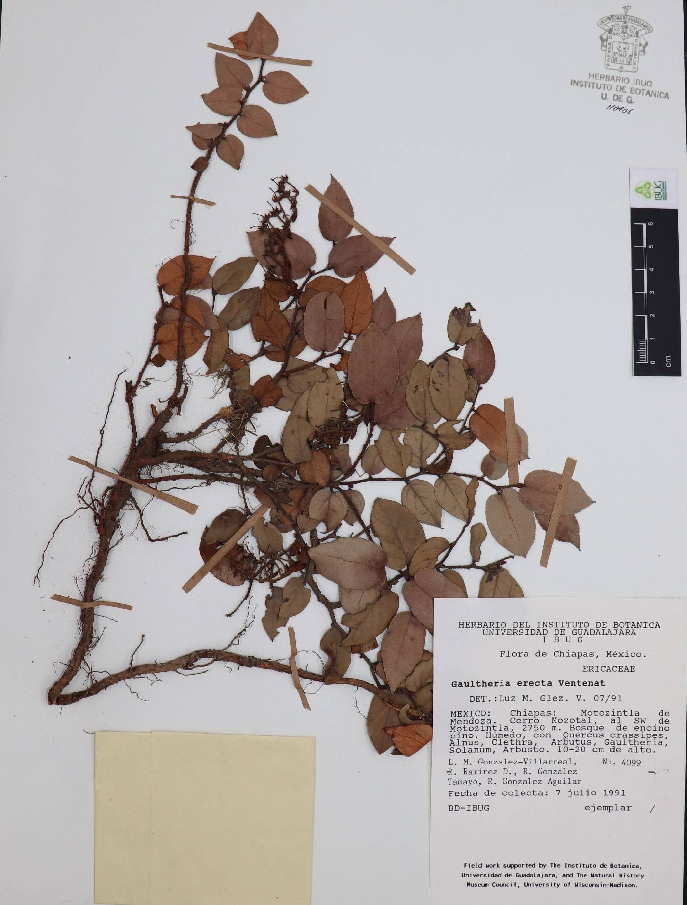 Gaultheria erecta image