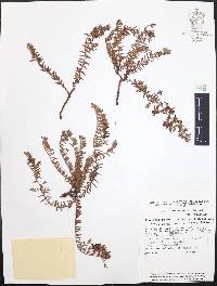 Krameria pauciflora image