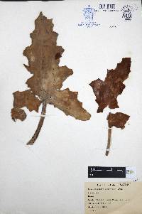 Kalanchoe beharensis image
