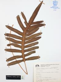 Phlebodium areolatum image