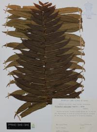 Cyclopeltis semicordata image