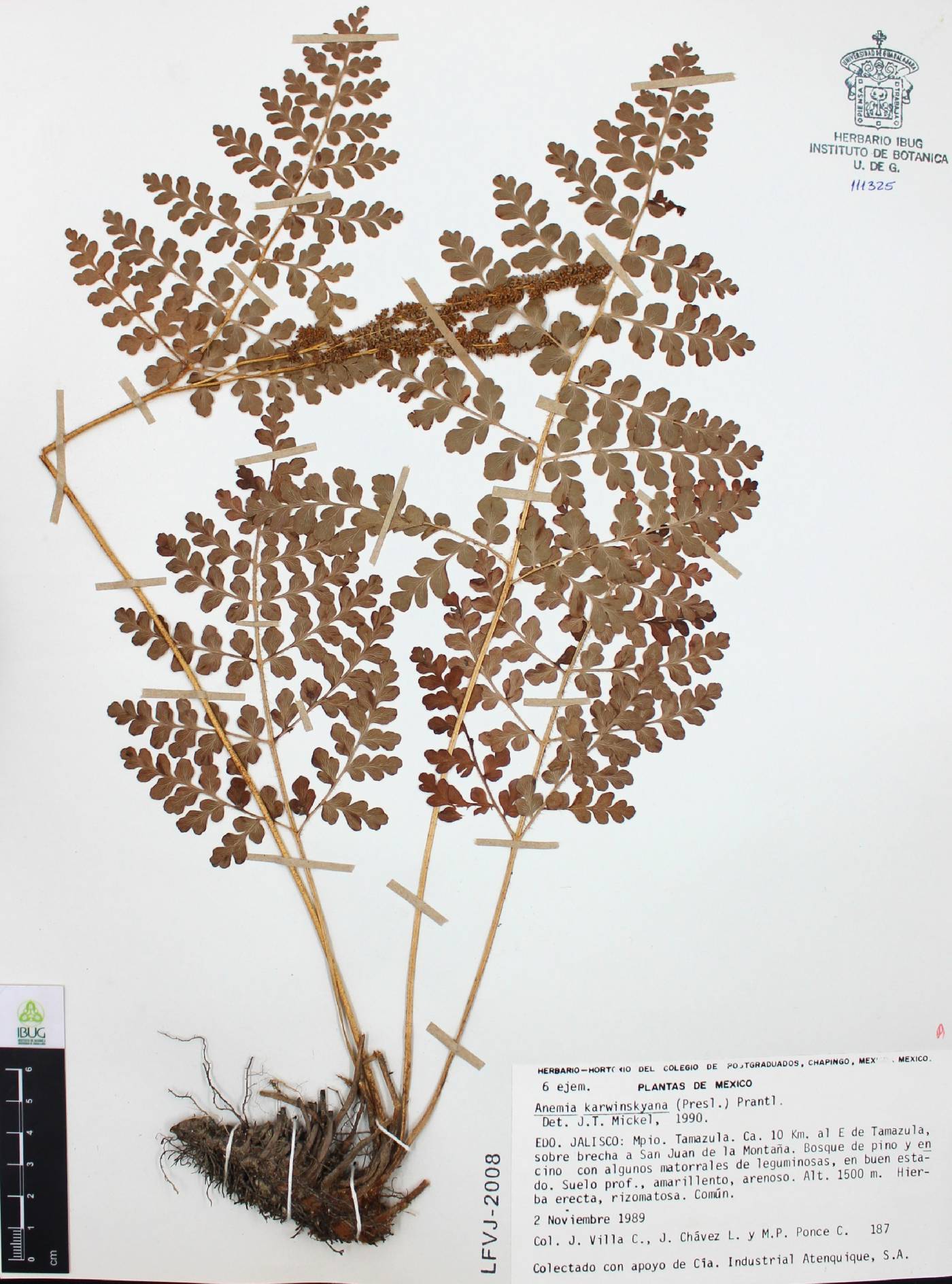 Anemia karwinskyana image
