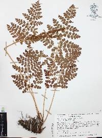 Anemia karwinskyana image