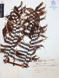 Cyathea costaricensis image
