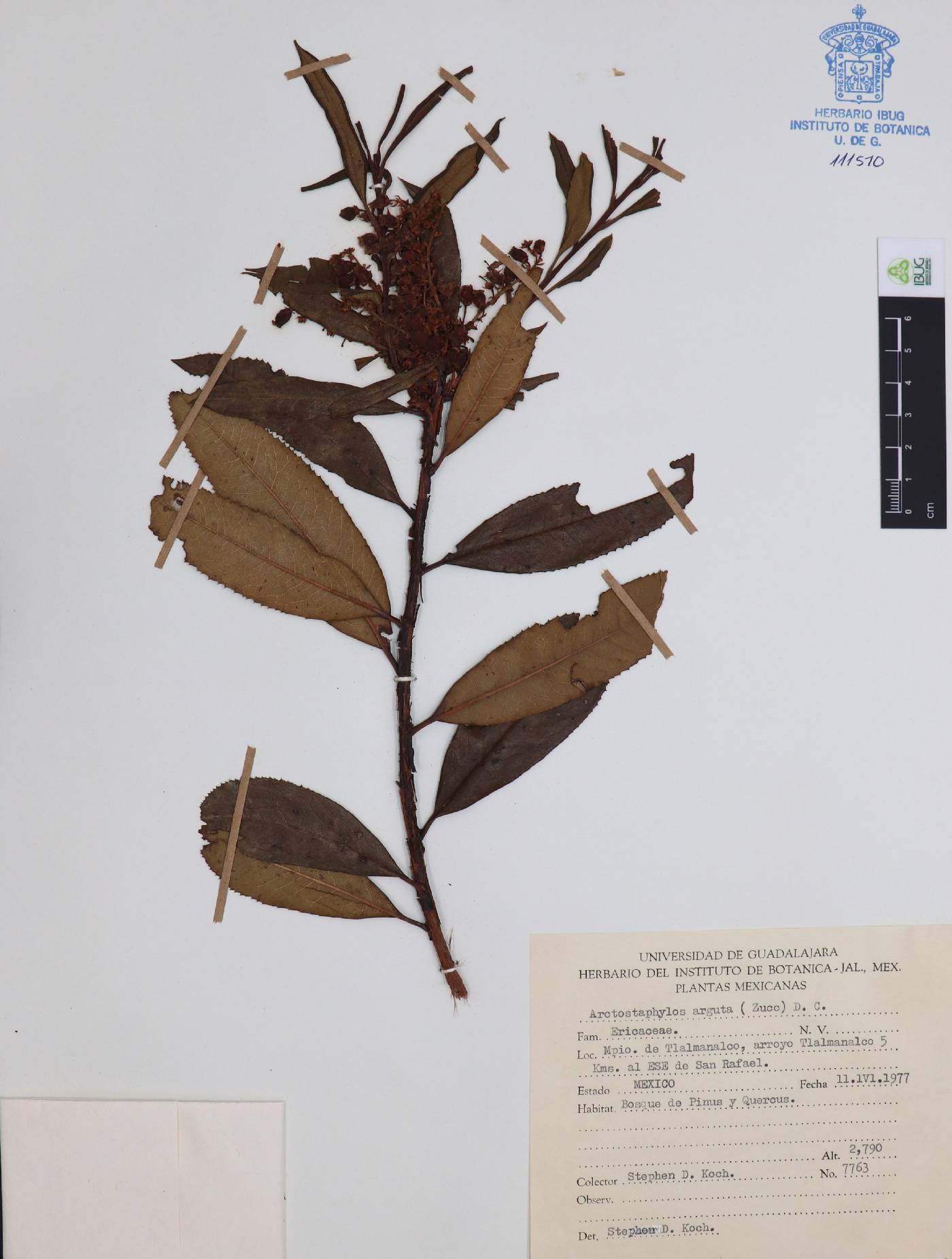 Arctostaphylos arguta image