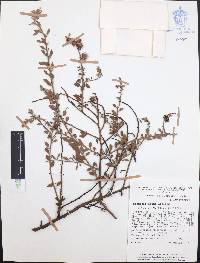 Krameria ixine image