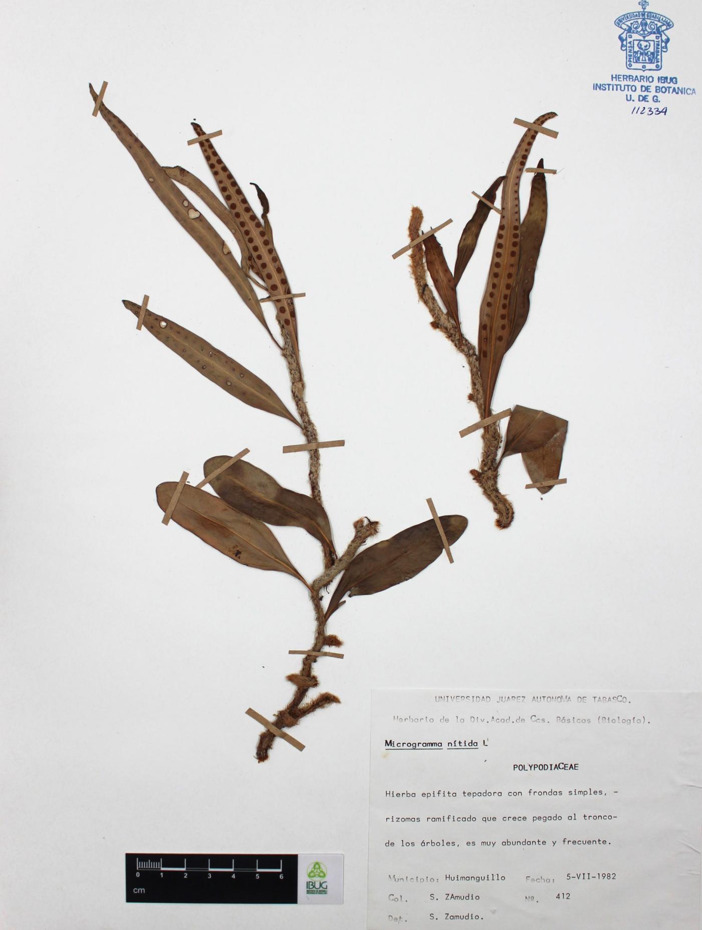 Microgramma nitida image
