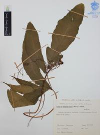 Tectaria heracleifolia image