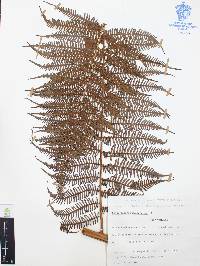 Sphaeropteris myosuroides image