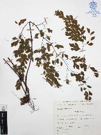 Adiantum tenerum image