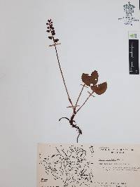 Pyrola asarifolia image