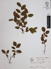Vaccinium ovalifolium image