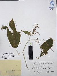 Mirandea sylvatica image