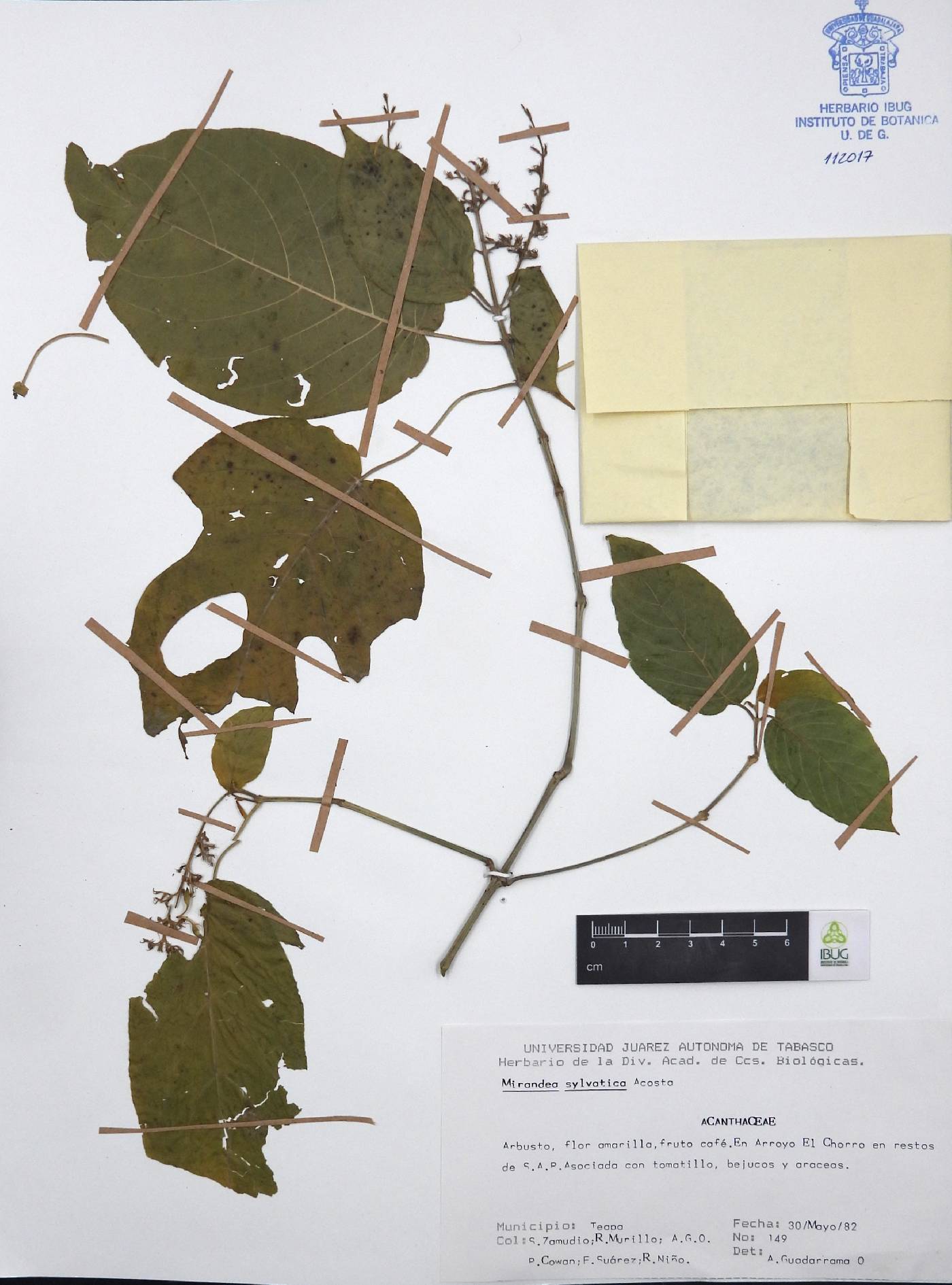 Mirandea sylvatica image