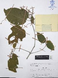 Mirandea sylvatica image