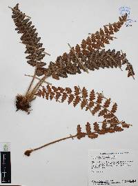 Astrolepis laevis image