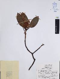 Arbutus xalapensis image