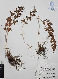 Pellaea pringlei image