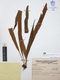 Campyloneurum amphostenon image
