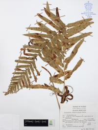 Polypodium subpetiolatum image