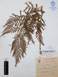Dryopteris rossii image